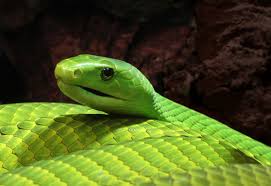 Significado de soñar con una serpiente verde